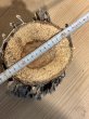 画像2: 【１本】九州産天然カワラ桜材 (2)