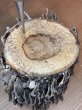 画像1: 【１本】九州産天然カワラ桜材 (1)