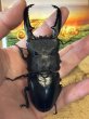 画像5: 砕牙（サイガ）　パラワンオオヒラタ　103.3×51ミリペア (5)