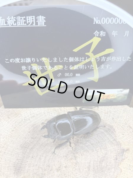 画像1: 世子　スマトラヒラタアチェ　109.4×55直仔　インライン　メス単品55ミリ (1)