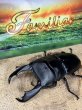 画像1: スラウェシオオヒラタ　（テンガの離島）102.2×47ミリペア (1)