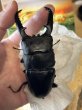 画像6: 砕牙　（サイガ）パラワンオオヒラタ　103.5×52.5ミリペア (6)