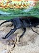 画像3: パラワンオオヒラタ　（砕牙）　108ミリ×51ミリペア (3)