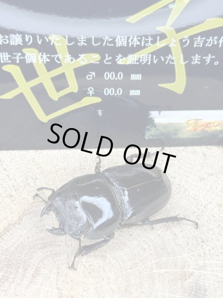 画像1: 世子デルタ×世子　スマトラヒラタアチェ　メス単品55ミリ　108.1×55（109.4同腹）直仔 (1)
