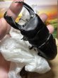 画像5: スラウェシオオヒラタ　（テンガの離島）101.2×46ミリペア (5)