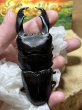 画像6: スラウェシオオヒラタ　（テンガの離島）101.2×46ミリペア (6)