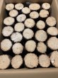 画像1: 九州産　くぬぎ産卵木　A材Mサイズ　29本入り (1)