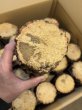 画像2: 九州産　くぬぎ産卵木　B材　25本入り (2)