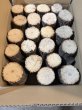 画像1: 九州産くぬぎ産卵木　A材Mサイズ　21本 (1)