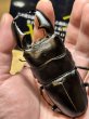 画像4: 世子デルタライン　スマトラヒラタアチェ　97.4×53ミリペア (4)