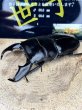 画像3: 世子デルタライン　スマトラヒラタアチェ　97.4×53ミリペア (3)