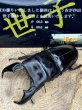 画像2: 世子デルタライン　スマトラヒラタアチェ　97.4×53ミリペア (2)