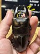 画像6: 世子デルタライン　スマトラヒラタアチェ　97.4×53ミリペア (6)