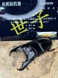 画像1: 世子デルタライン　スマトラヒラタアチェ　97.4×53ミリペア (1)