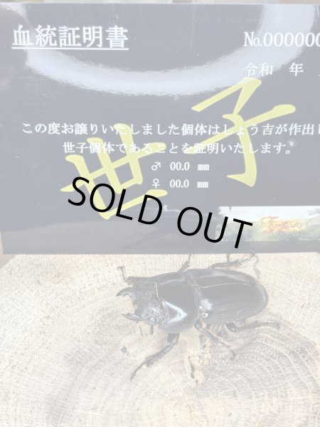 画像1: 世子×世子デルタ-世子　スマトラヒラタアチェ　メス単品54.8ミリ　109.4×55（108.7同腹）直仔 (1)