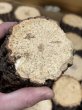 画像2: 九州産　くぬぎ産卵木　A材Mサイズ27本 (2)