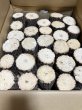 画像1: 九州産　くぬぎ産卵木　A材Mサイズ27本 (1)