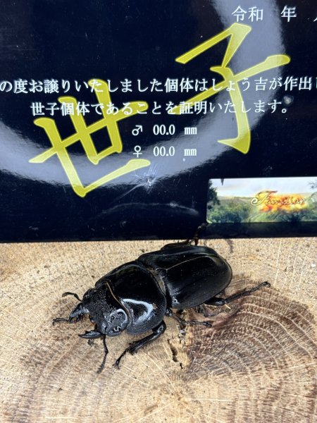 画像1: 世子　スマトラヒラタアチェ　109.4×55直仔　インライン　メス単品　54ミリ (1)